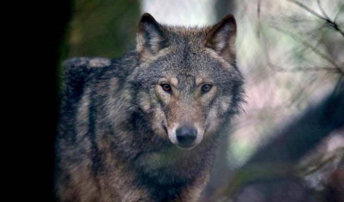 Ennesima barbarie: un altro lupo ucciso e impiccato in provincia di Rieti
