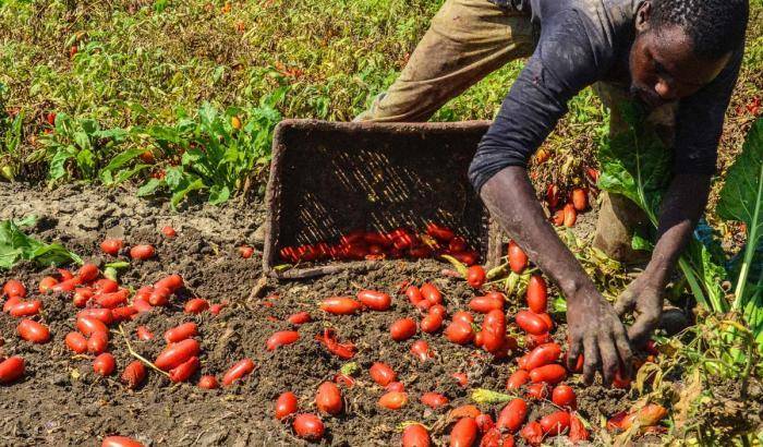 Calabria, rifugiati prelevati dai centri e sfruttati in nero nei campi: 14 arresti