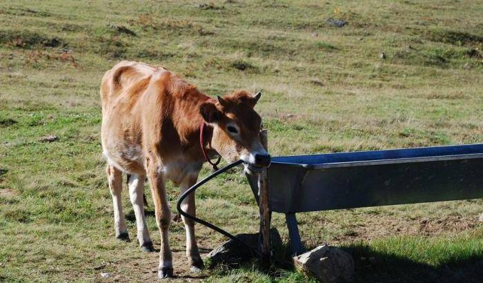 Mucche stressate dal caldo, l'allarme di Coldiretti: 20% di latte in meno