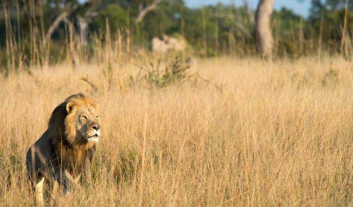Zimbabwe, dopo il leone Cecil un cacciatore di trofei uccide il figlio Xanda