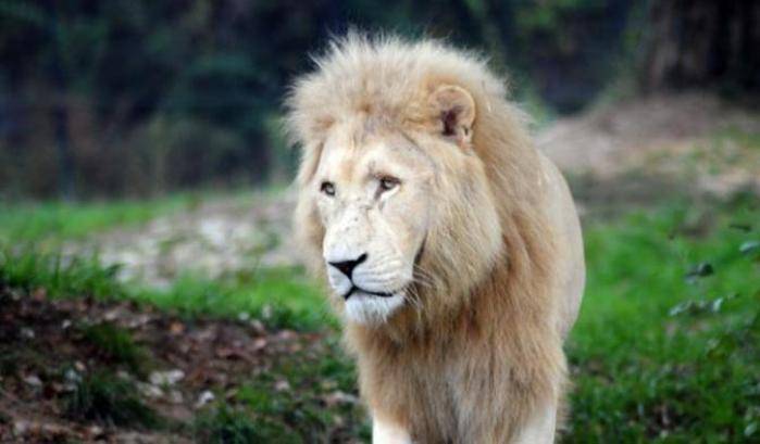 Verona: addio a Blanco, il leone bianco più vecchio d'Europa