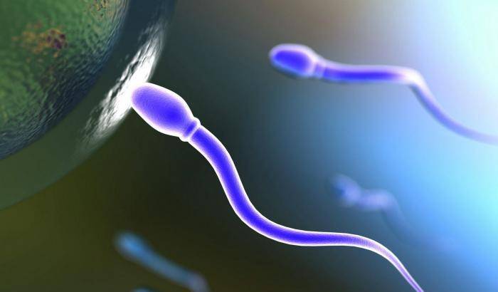In quarant'anni dimezzati gli spermatozoi nel liquido seminale degli occidentali