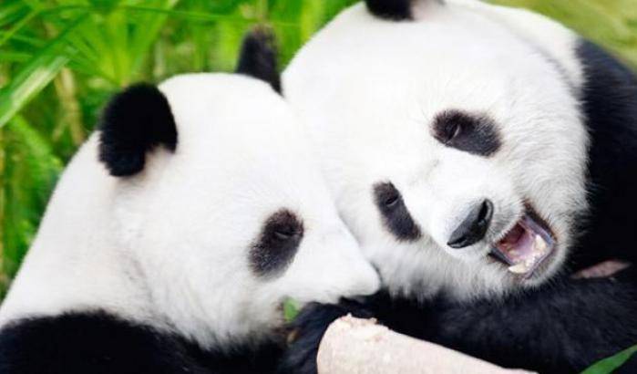 La Cina toglie il panda dalla lista delle specie a rischio di estinzione