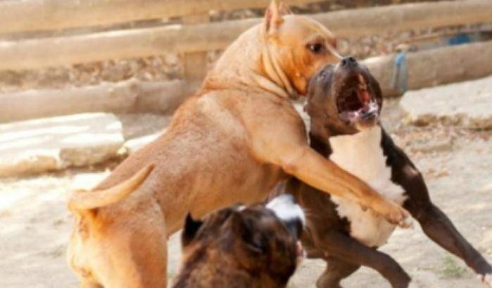 Combattimenti tra cani e traffico di cuccioli dall'est Europa: aumentano le denunce