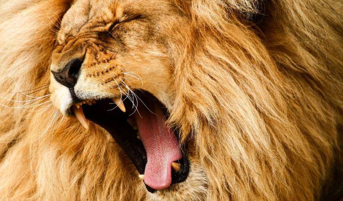 Troppe minacce per il Re della Foresta, che rischia l'estinzione: in 20 anni leoni dimezzati