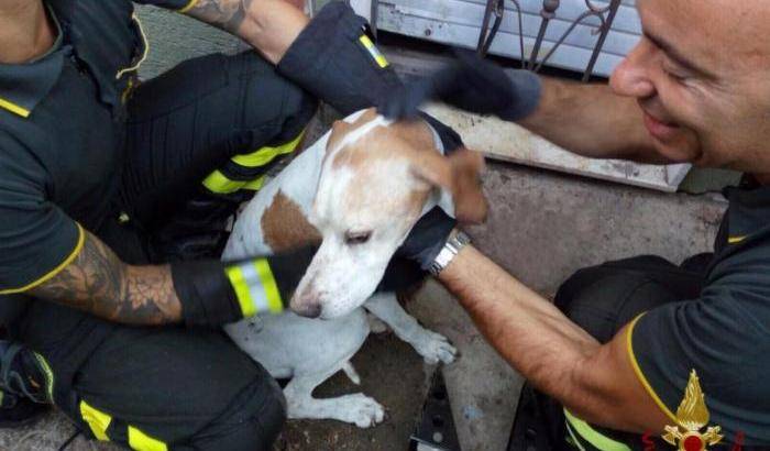 Resta per tutta la notte incastrato in una ringhiera: cane salvato dai vigili del fuoco