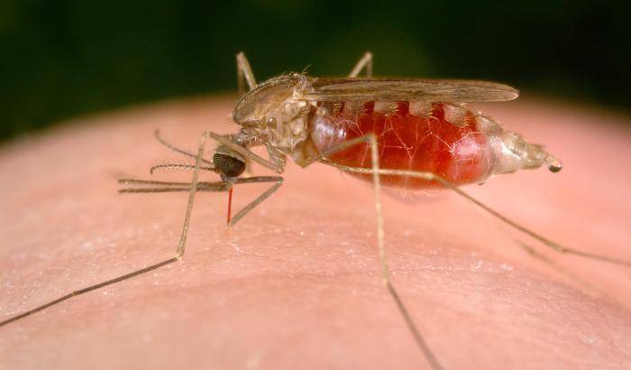 Malaria: che accade  in Italia? Dopo Sofia, altri due piccoli contagiati