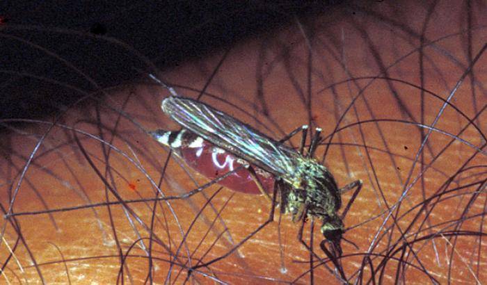 La zanzara che trasmette la malattia
