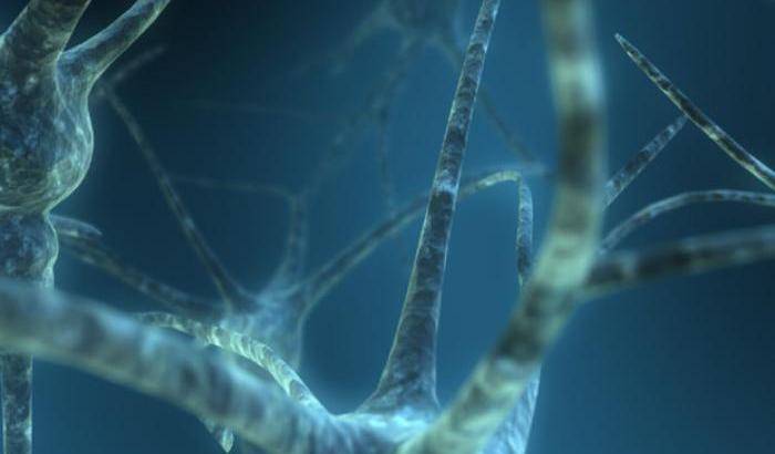 Le differenze tra maschi e femmine sono nel cervello
