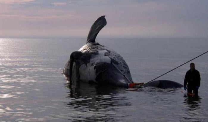 Balena nera morta nel golfo di San Lorenzo