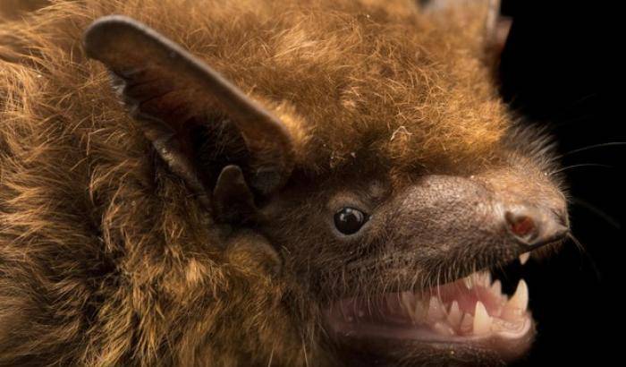 Il pipistrello simbolo di Halloween è a rischio estinzione