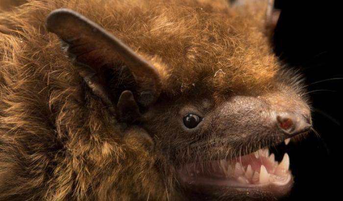 0004B81F-pipistrello Pipistrello