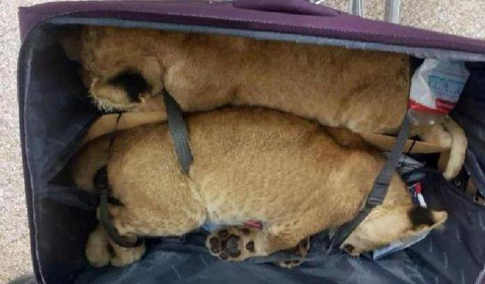 Due cuccioli di leoni nella valigia: arrestato un kuwaitiano all'aeroporto