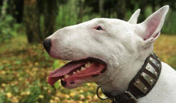 Tragedia nel torinese: un addestratore sbranato e ucciso da un Bull Terrier