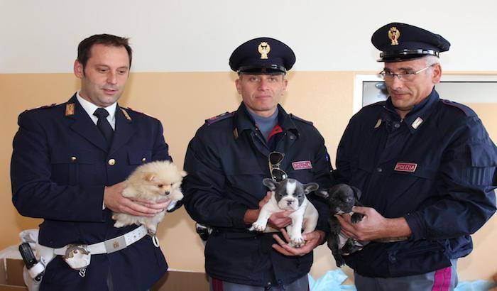 Il traffico illegale dei cuccioli: 65 cagnetti salvati per miracolo