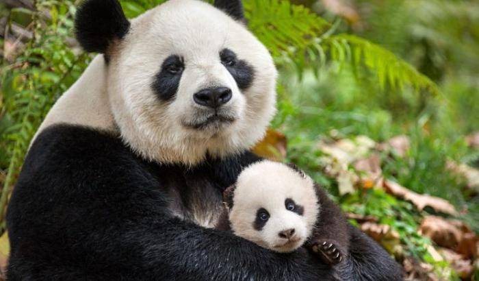 Panda che mangia bambù