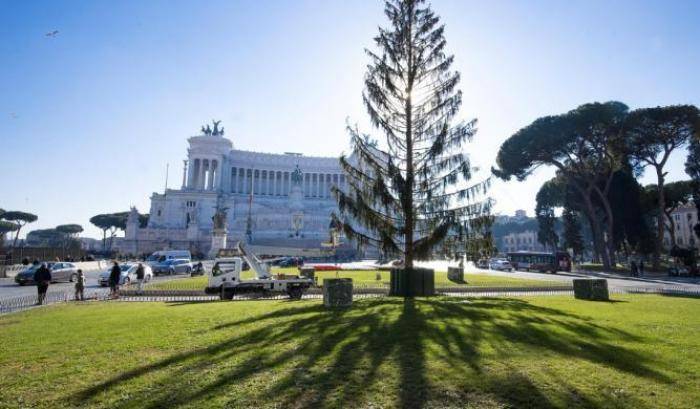 Ultimi 'momenti di gloria' per Spelacchio: l'albero di Natale (morto) di Roma che fine farà?