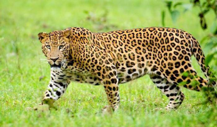 Terrore in India: leopardo si aggira nei villaggi, sbranati tre bambini.