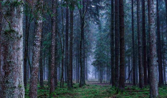 Metà delle foreste europee scomparse negli ultimi 6mila anni