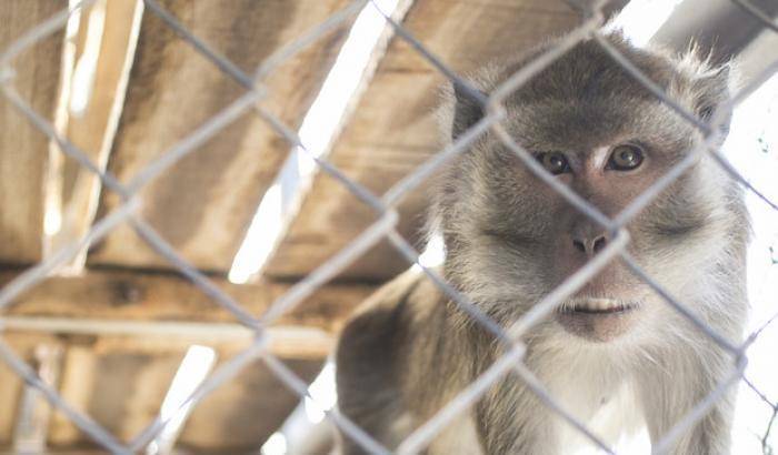 Accusa contro Vw, Bmw e Daimler: esperimenti con i gas di scarico sulle scimmie