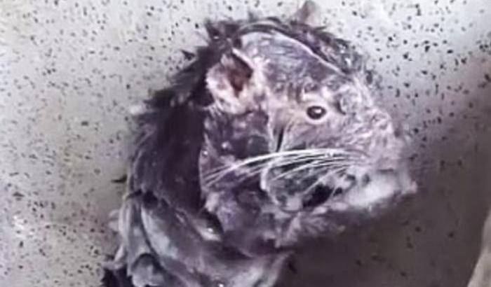 Il video del topolino che si lava diventa un fenomeno del web
