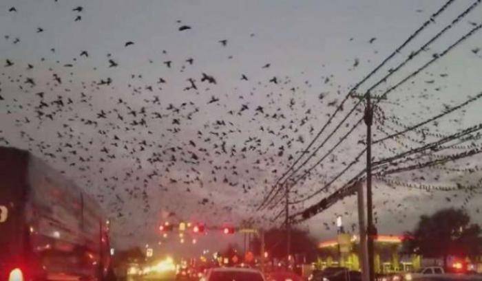 Houston rivive l'incubo di Hitchcok: migliaia di uccelli attaccano passanti e automobili