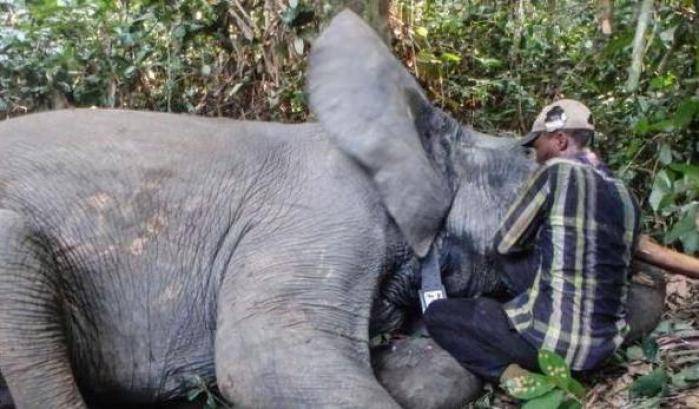 Un elefante addormentato dall'anestetico viene dotato del collare Gps
