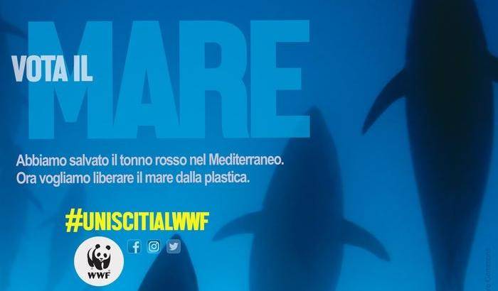 La campagna elettorale di WWF