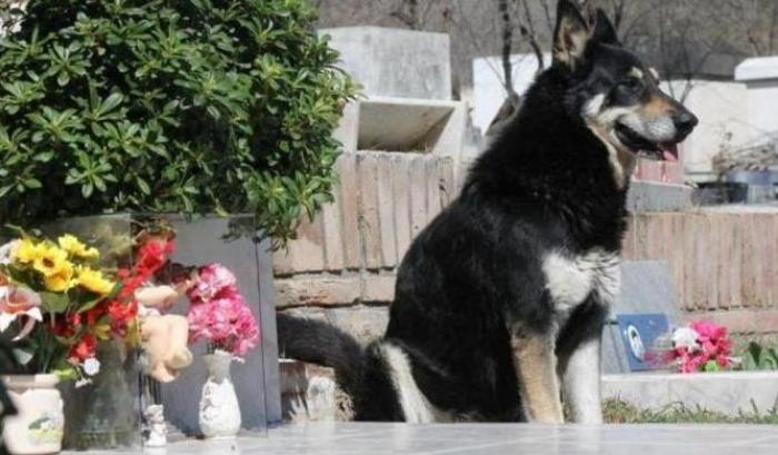 Addio a Capitan, il cane che per 10 anni ha vegliato sulla tomba del padrone