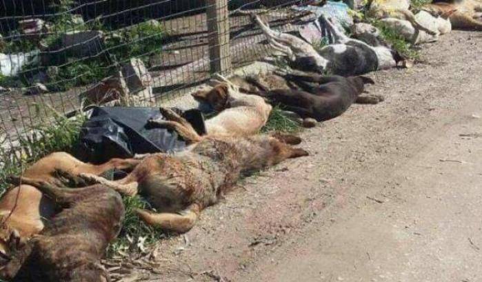 Strage di cani a Sciacca: una taglia per trovare il killer