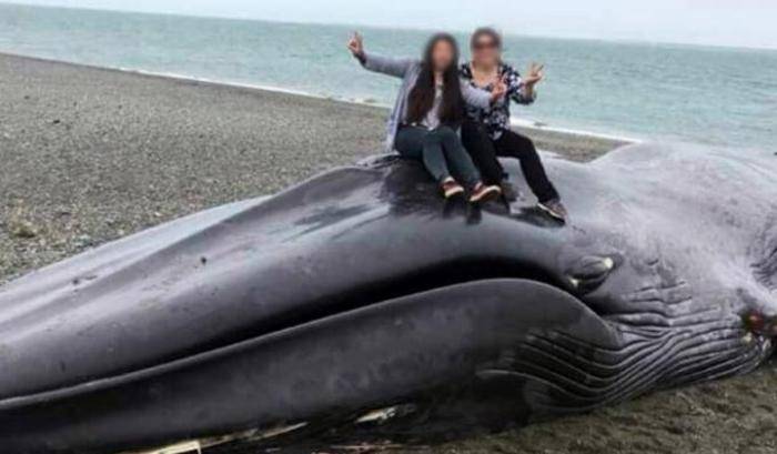 A cavalcioni sulla carcassa di una balenottera spiaggiata
