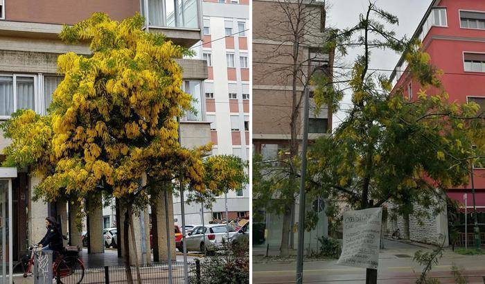 L'albero di mimosa devastato