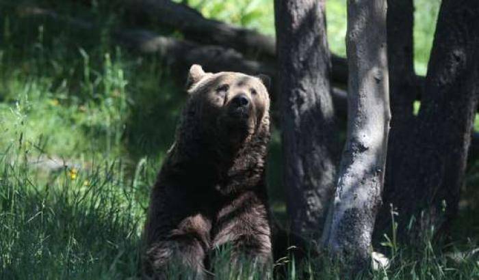 Francia: la sopravvivenza dell'orso dei Pirenei passa per le aule di giustizia
