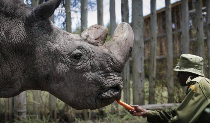 Morto in Kenia l'ultimo rinoceronte bianco settentrionale maschio al mondo