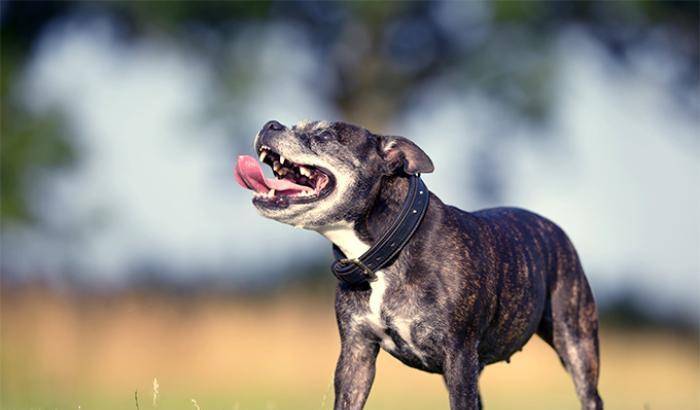 Un esemplare di Staffordshire Terrier