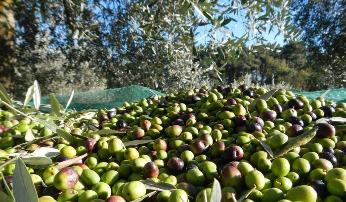 Le campagne siciliane