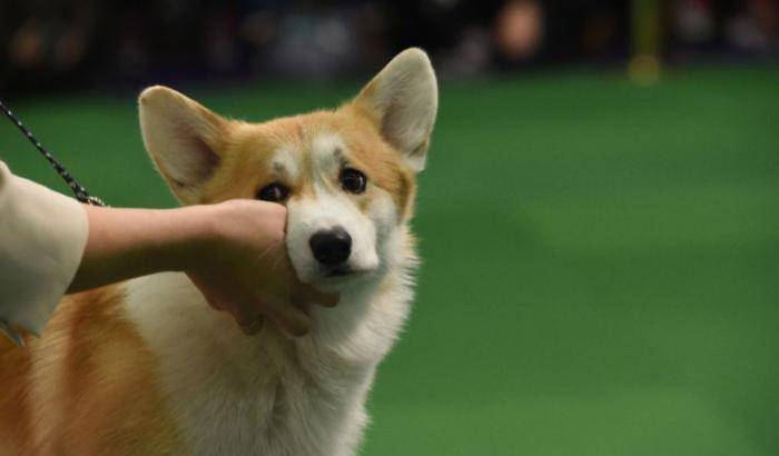 Un cane di razza Corgi