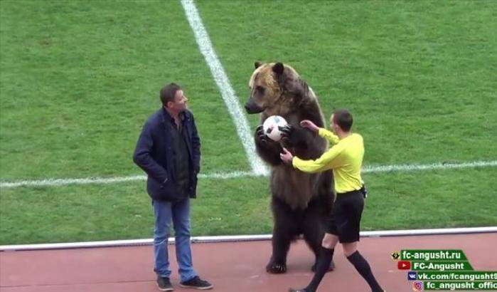 Il povero  orso bruno trattato come un pupazzo per i Mondiali russi
