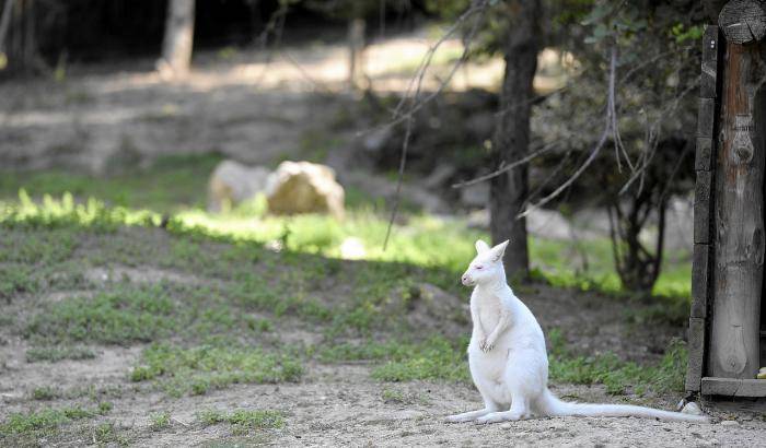 Quando la natura dà spettacolo: a Cecina nasce un canguro albino