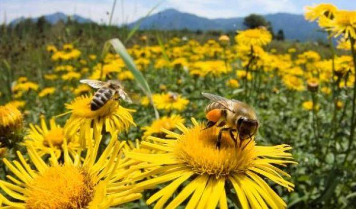 Ue, stop a 3 pesticidi killer delle api