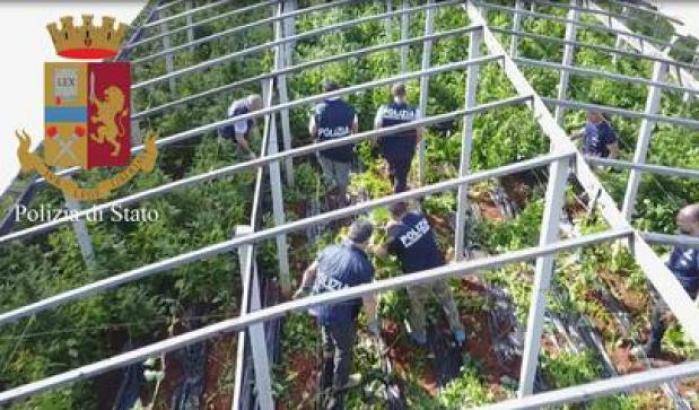 Un drone scopre 15mila piante di cannabis nascoste tra i pomodori: un arresto