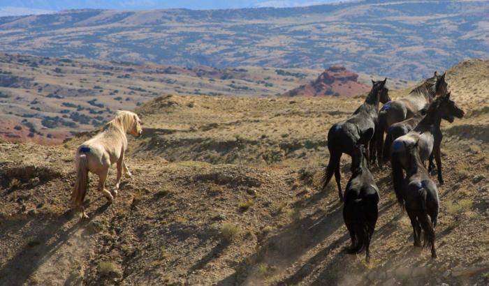 Siccità mortale in Arizona: i cavalli selvaggi delle Navajo uccisi dalla sete