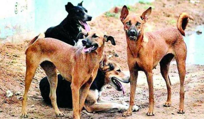 Sei bambini sbranati dai cani randagi nell'Uttar Pradesh