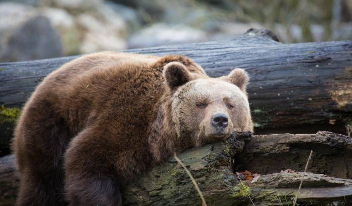 Un orso che dorme