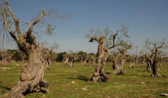 Troveranno pace gli olivi pugliesi flagellati dalla xylella?
