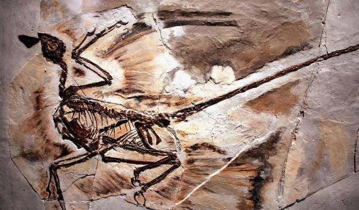 il fossile di microraptor