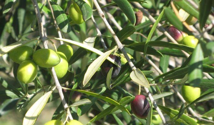 Straordinaria scoperta in Sicilia: ecco l'olio di oliva di 4mila anni fa