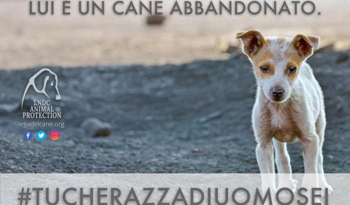 Al via la campagna #tucherazzadiuomosei contro l'abbandono di cani e gatti