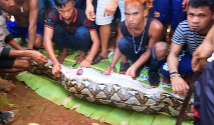 Macabra scoperta in Indonesia: donna divorata da un pitone gigante