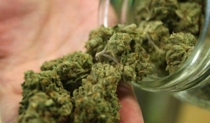 Il Consiglio superiore sanità contro la cannabis light: "no alla vendita"